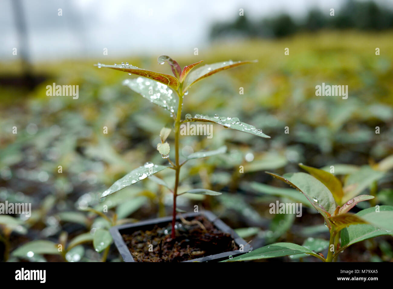 Plantling in a nursery Stock Photo - Alamy