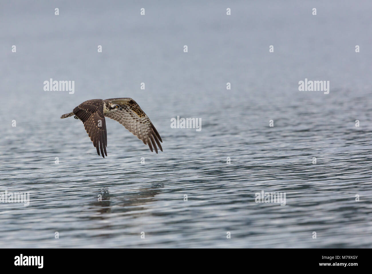 Young Ospery in flight over water wings down Stock Photo