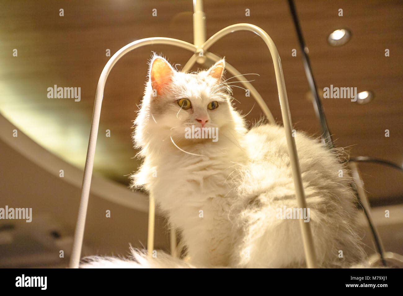 Purebred white Turkish Angora cat with long fur sitting in his basket. Stock Photo