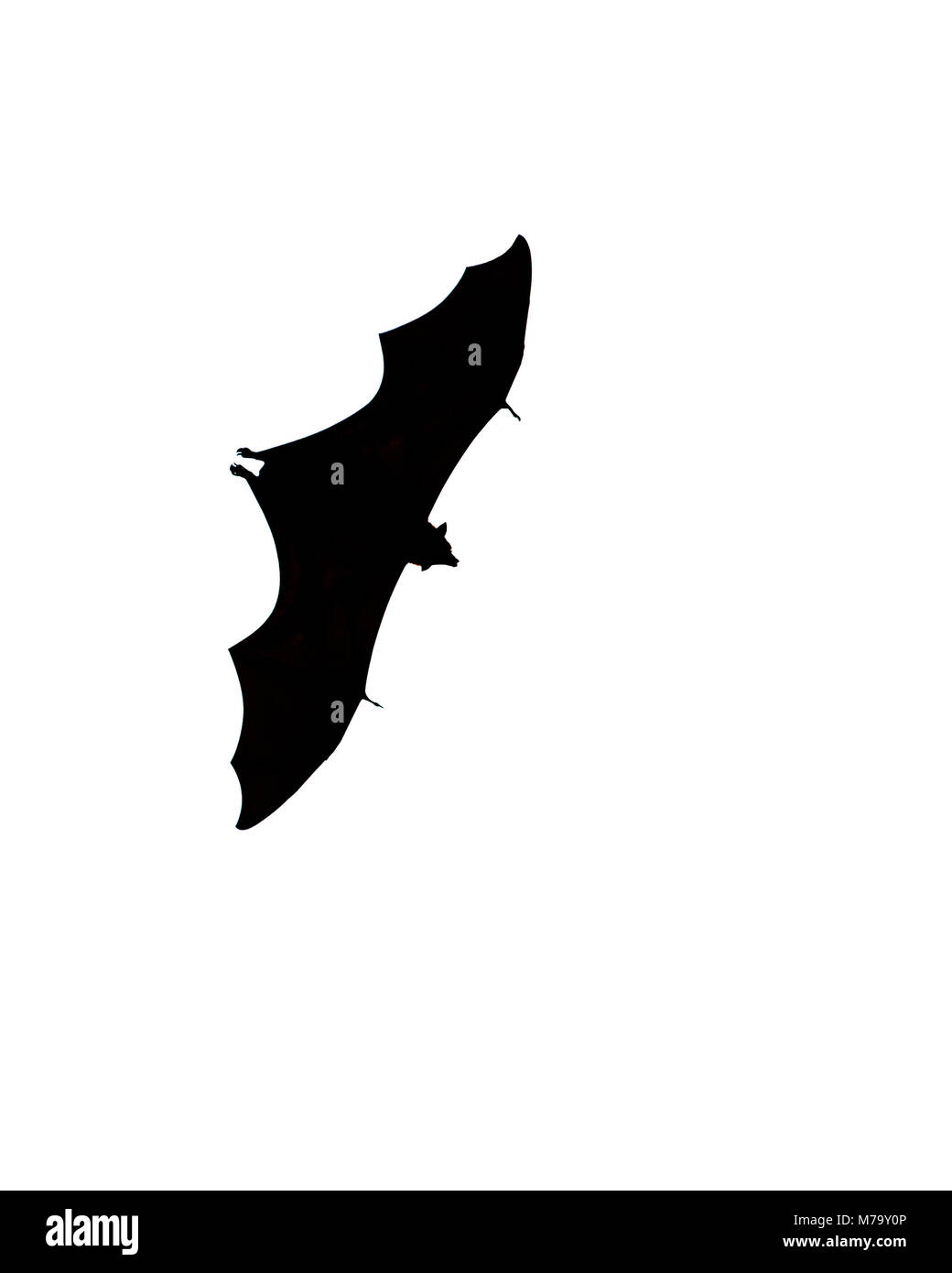 Bat flying over Tanjung Puting National Park in Borneo, Central Kalimantan province, Indonesia. Silhouette cut out isolated against white background Stock Photo