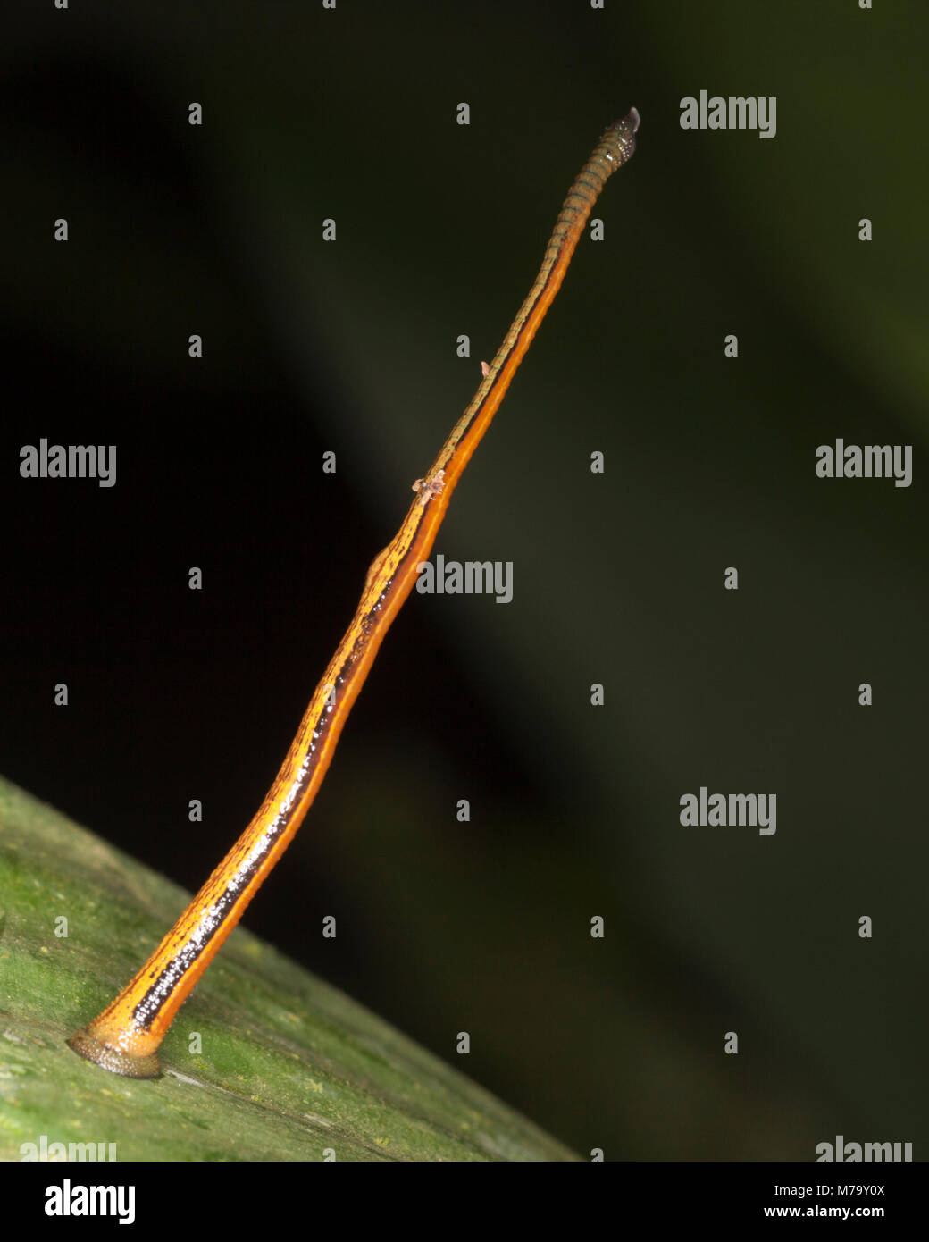 Tiger Leech (Haemadipsa picta) standing on its sucker on a leaf in lowland tropical rainforest waiting for prey Stock Photo
