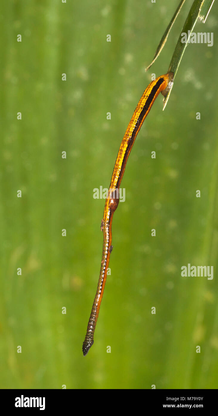 Tiger Leech (Haemadipsa picta) hanging from rainforest leaf beside a trail waiting for an animal to pass by Stock Photo
