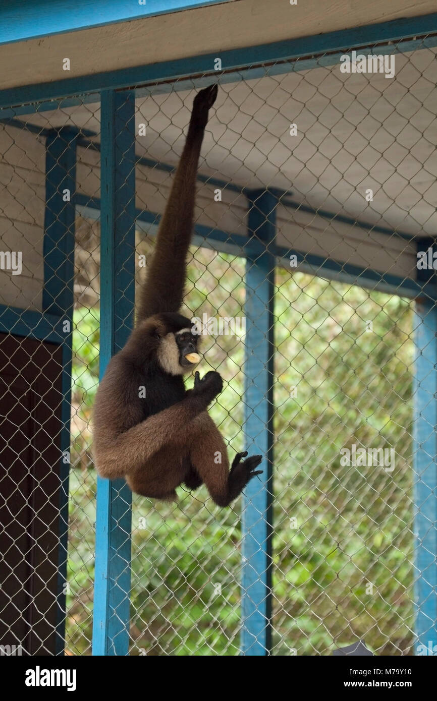 Agile gibbon hanging by an arm on the outside of Camp Leakey building while eating a banana from their supplemental feeding program. Hylobates agilis. Stock Photo