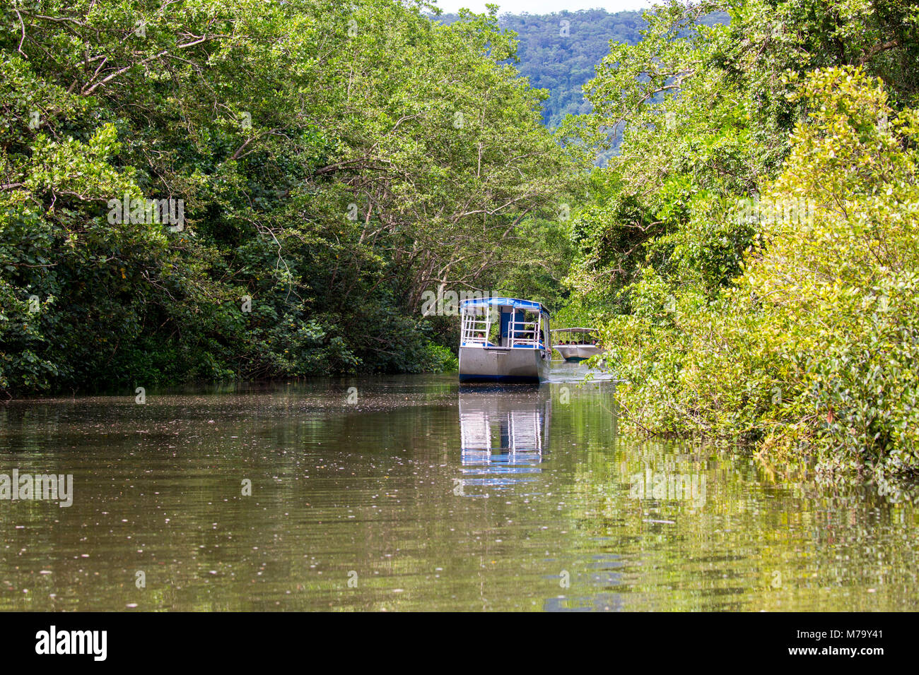 Boat cruise tour Daintree River in Daintree national park, Far North