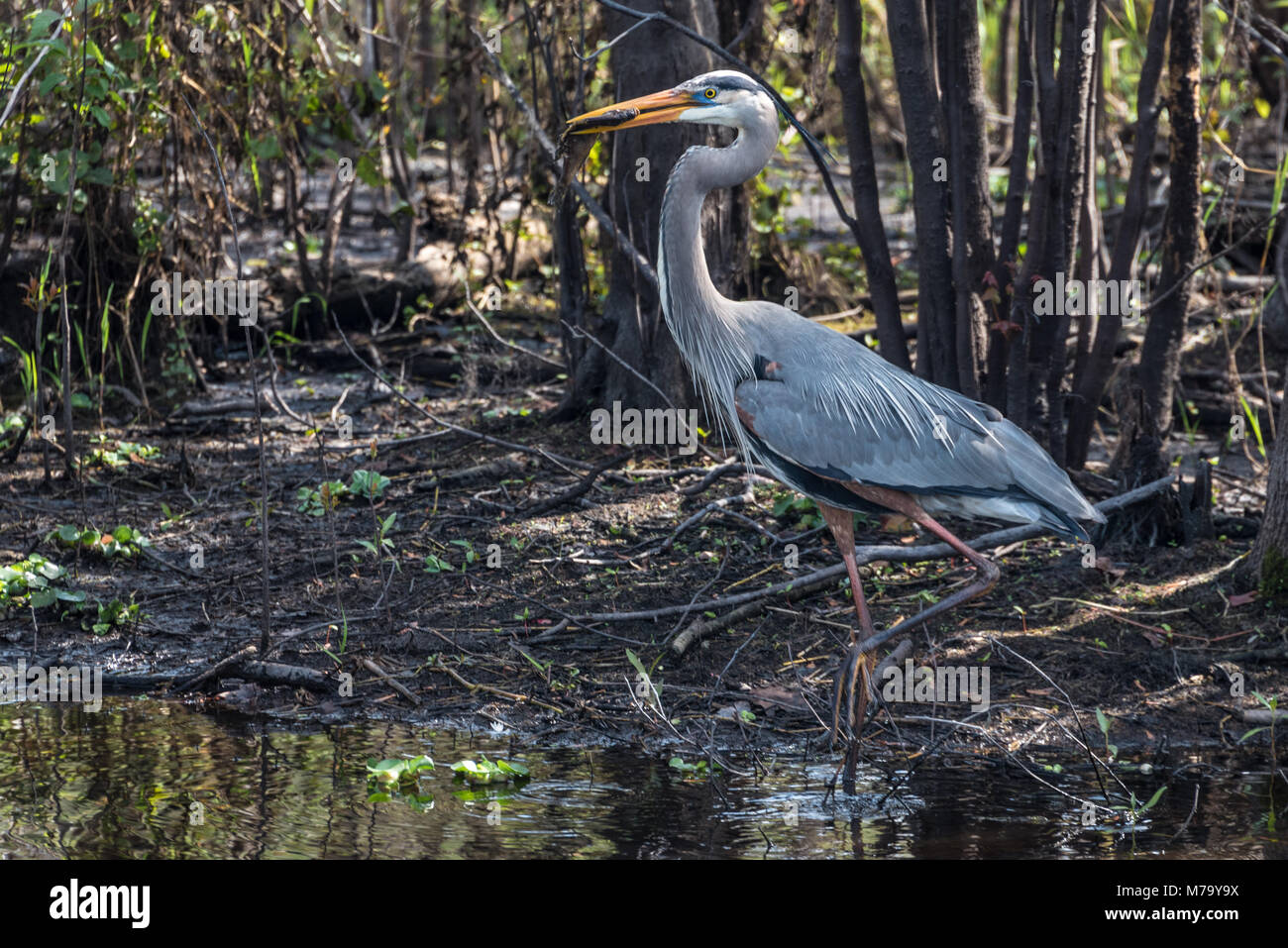 Great Blue Heron with a catch of fish along the bank of the St. Johns River in Central Florida near Blue Spring State Park. Stock Photo