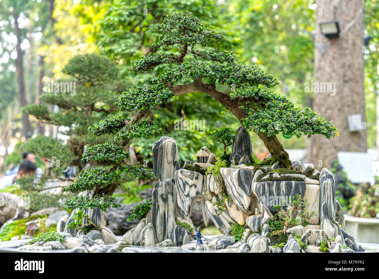 Green bonsai tree in a pot or tray plant in the shape of the stem is