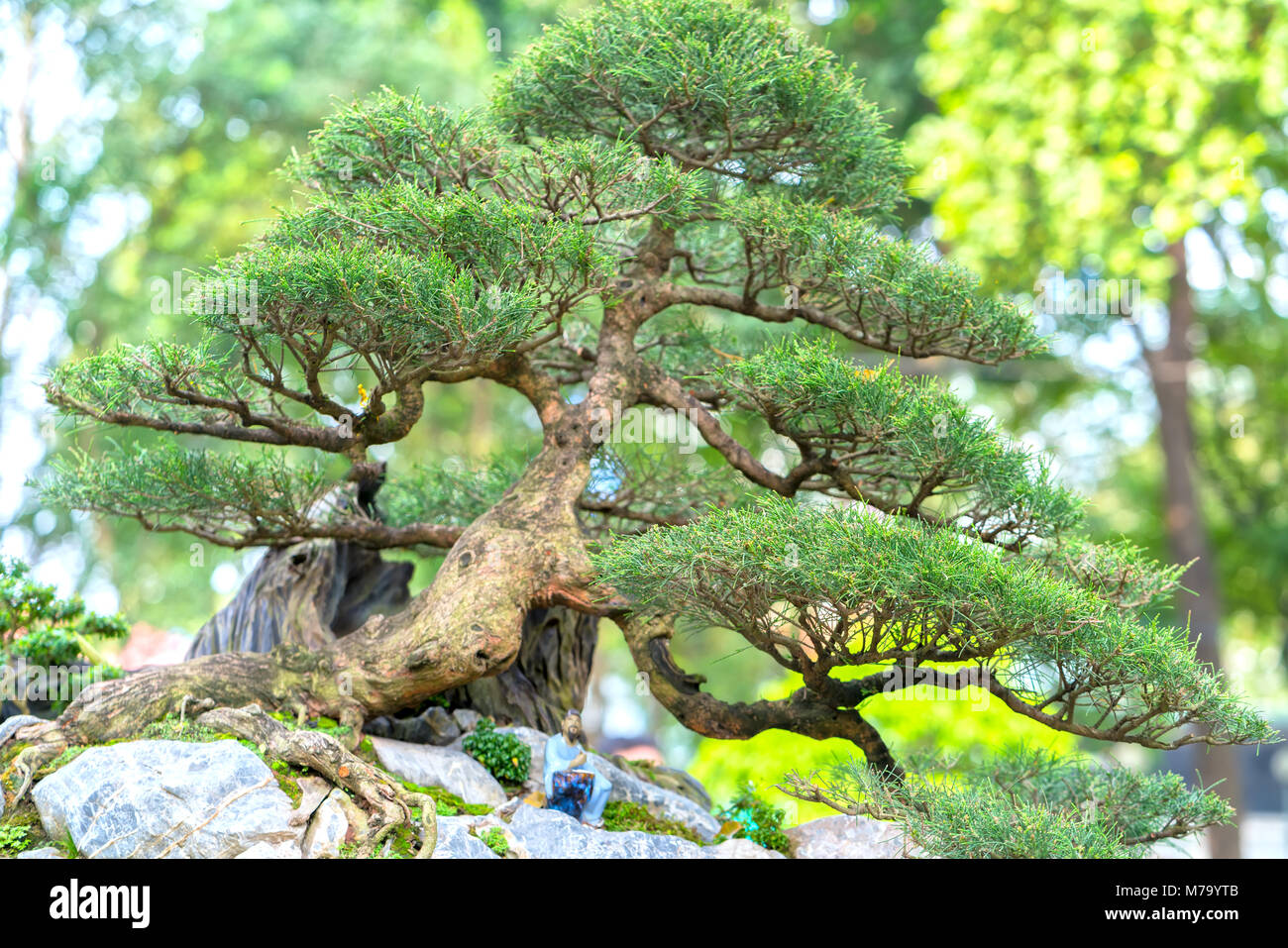 Green bonsai tree in a pot or tray plant in the shape of the stem is