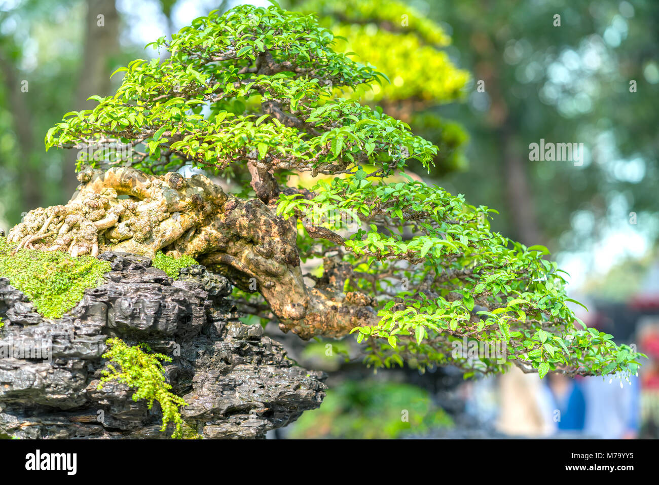 Green bonsai tree in a pot or tray plant in the shape of the stem is