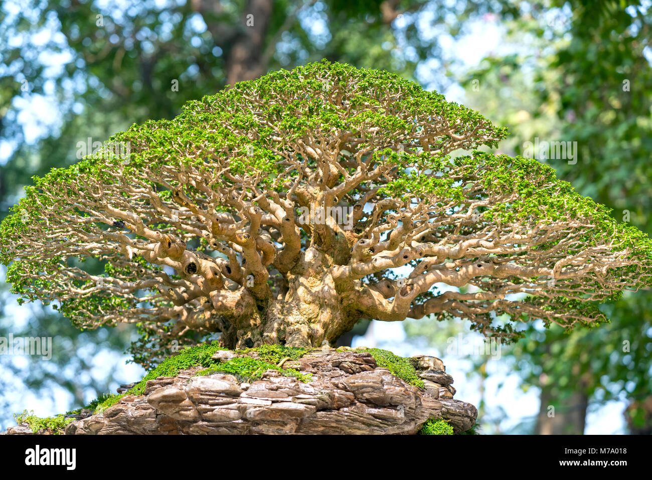 Green bonsai tree in a pot or tray plant in the shape of the stem is