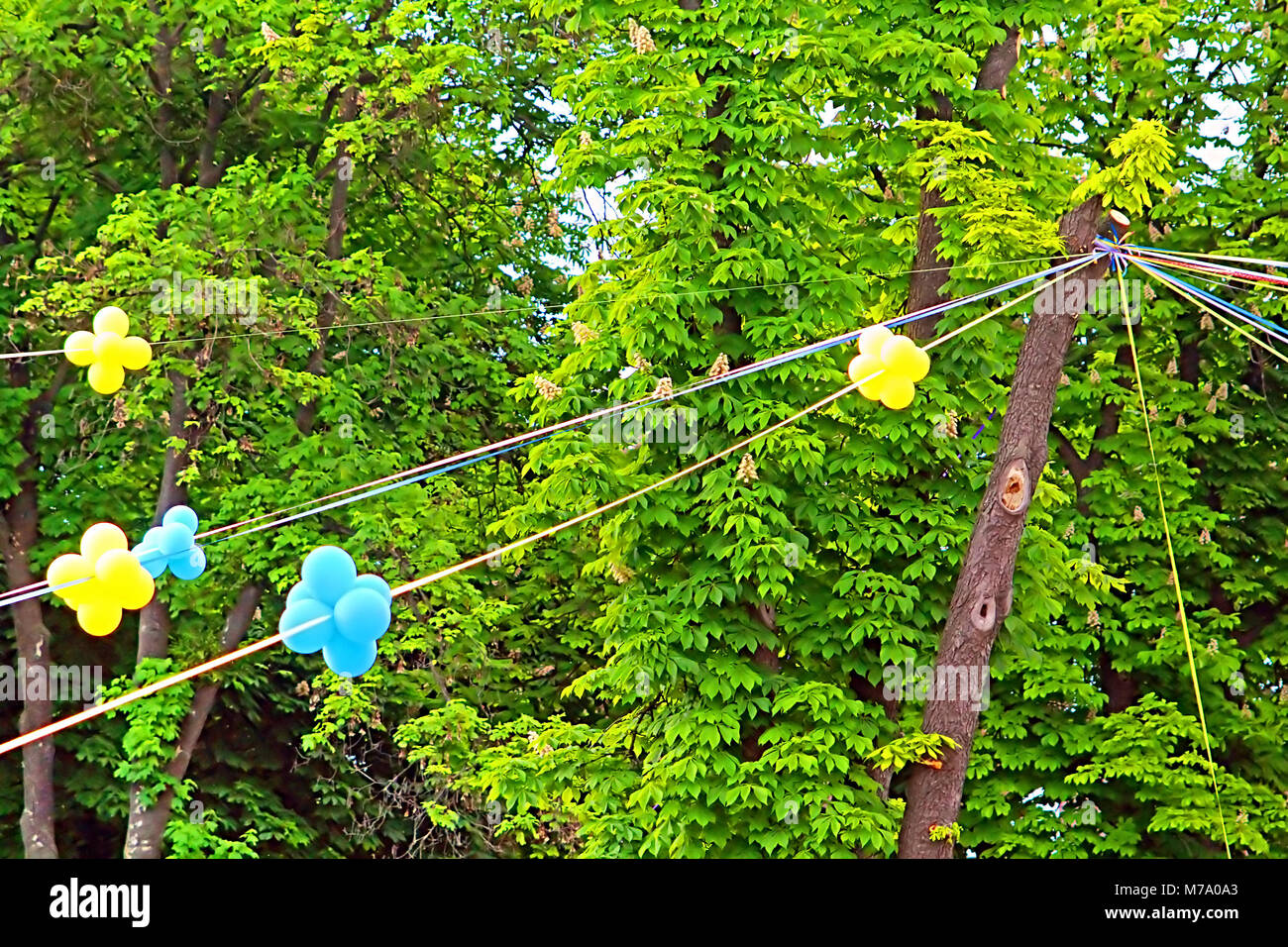 Balloons and ribbons in th colors of Ukrainian national flag over green spring foliage Stock Photo