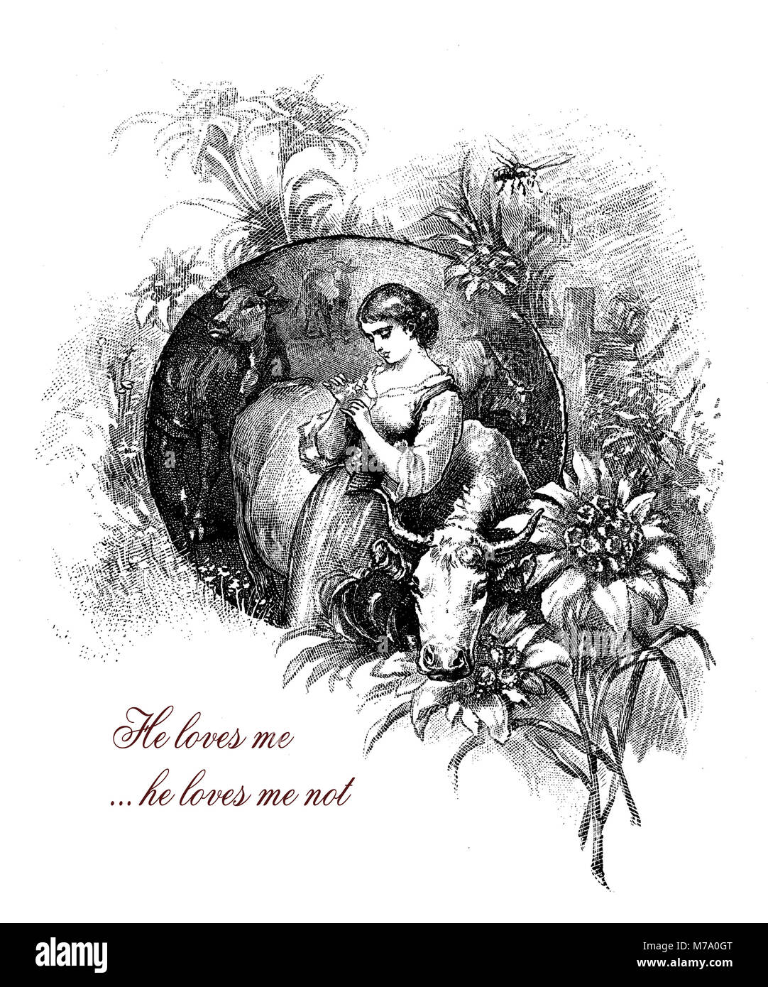 He loves me...he loves me not, girl with edelweiss, romantic vintage engraving Stock Photo