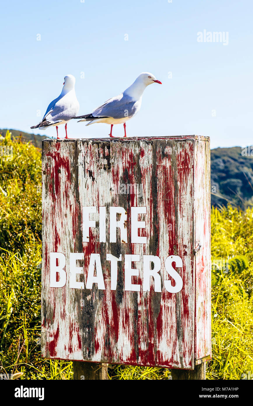 Red-billed gulls, Larus novaehollandiae, perch on sign above Maitai Bay on the Karikari Peninsula, North Island, New Zealand Stock Photo