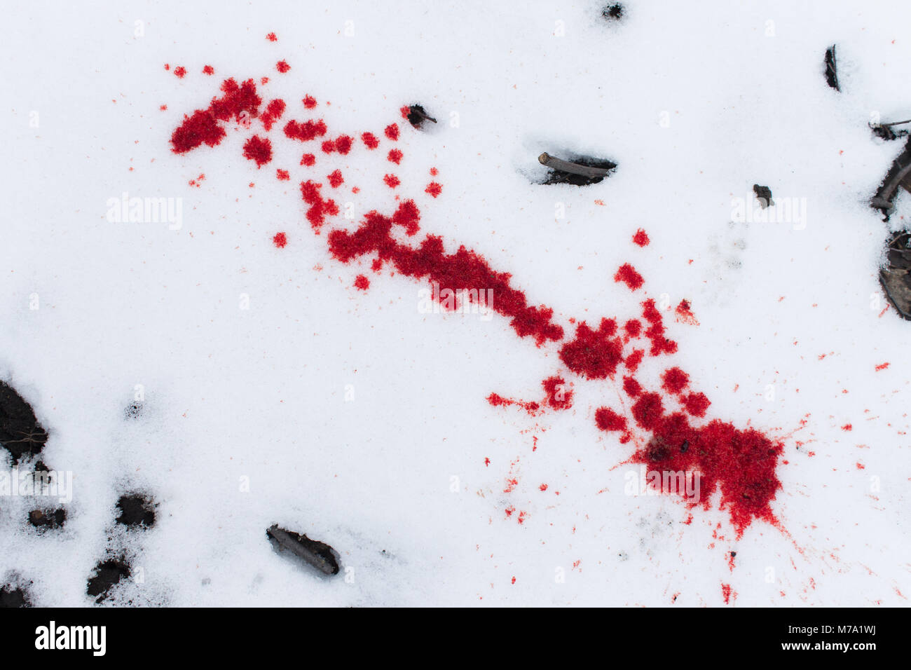 traces of blood on the snow. splashed blood Stock Photo Alamy