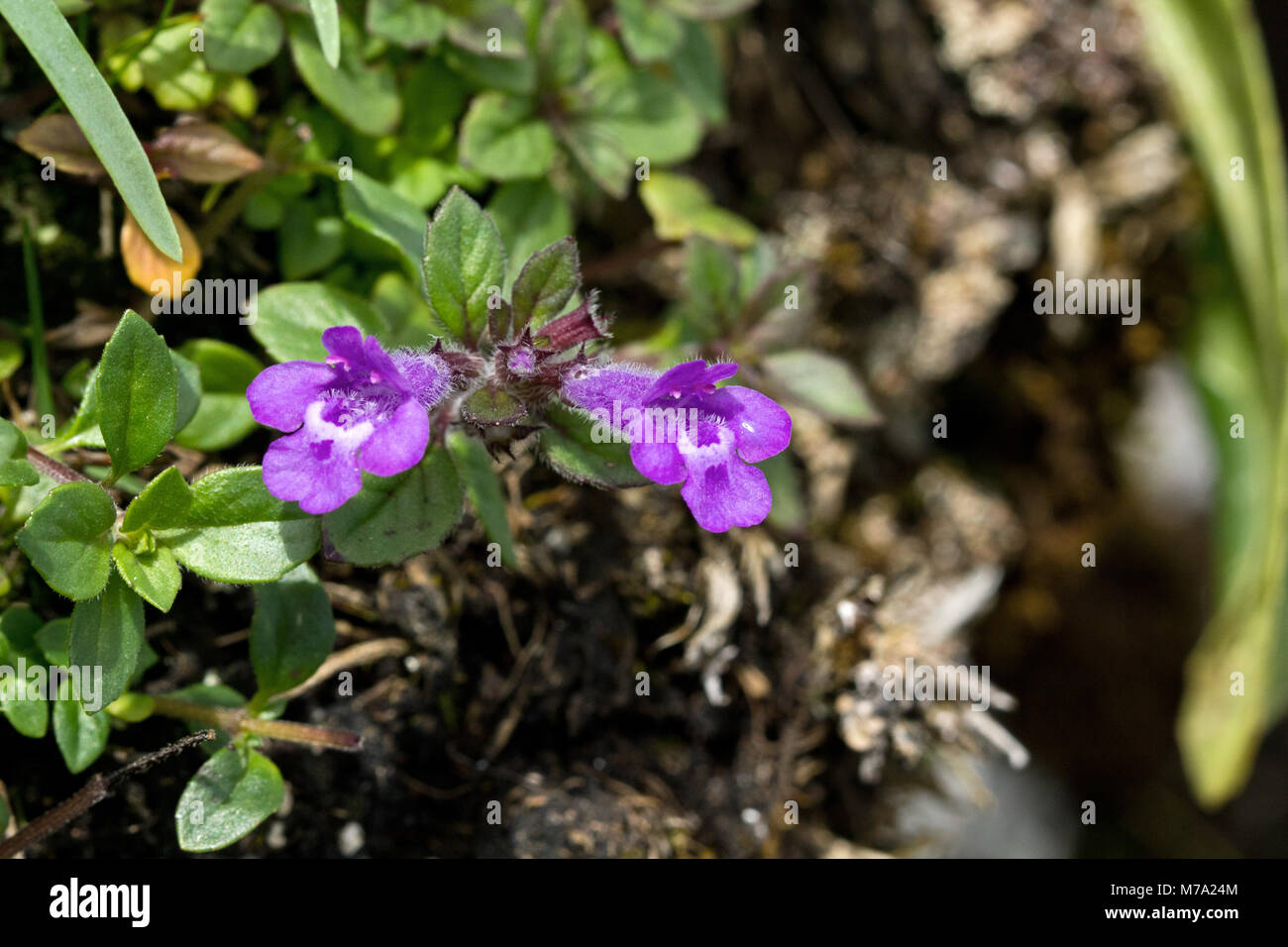 Flowering shoot of roch thyme (Acinos alpinus) Stock Photo