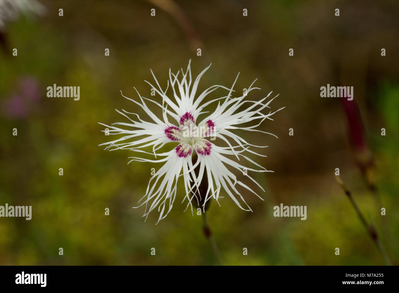 Flower of sand pink (Dianthus arenarius) Stock Photo