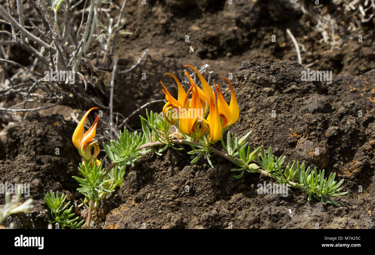 Flowering parrot's beak plant (Lotus maculatus Stock Photo Alamy