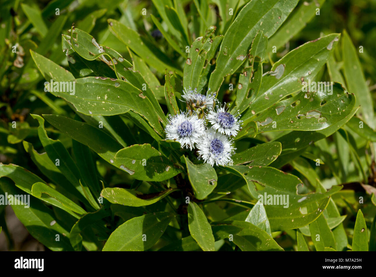 Flowering branch of globe daisy bush (Globularia salicina) Stock Photo