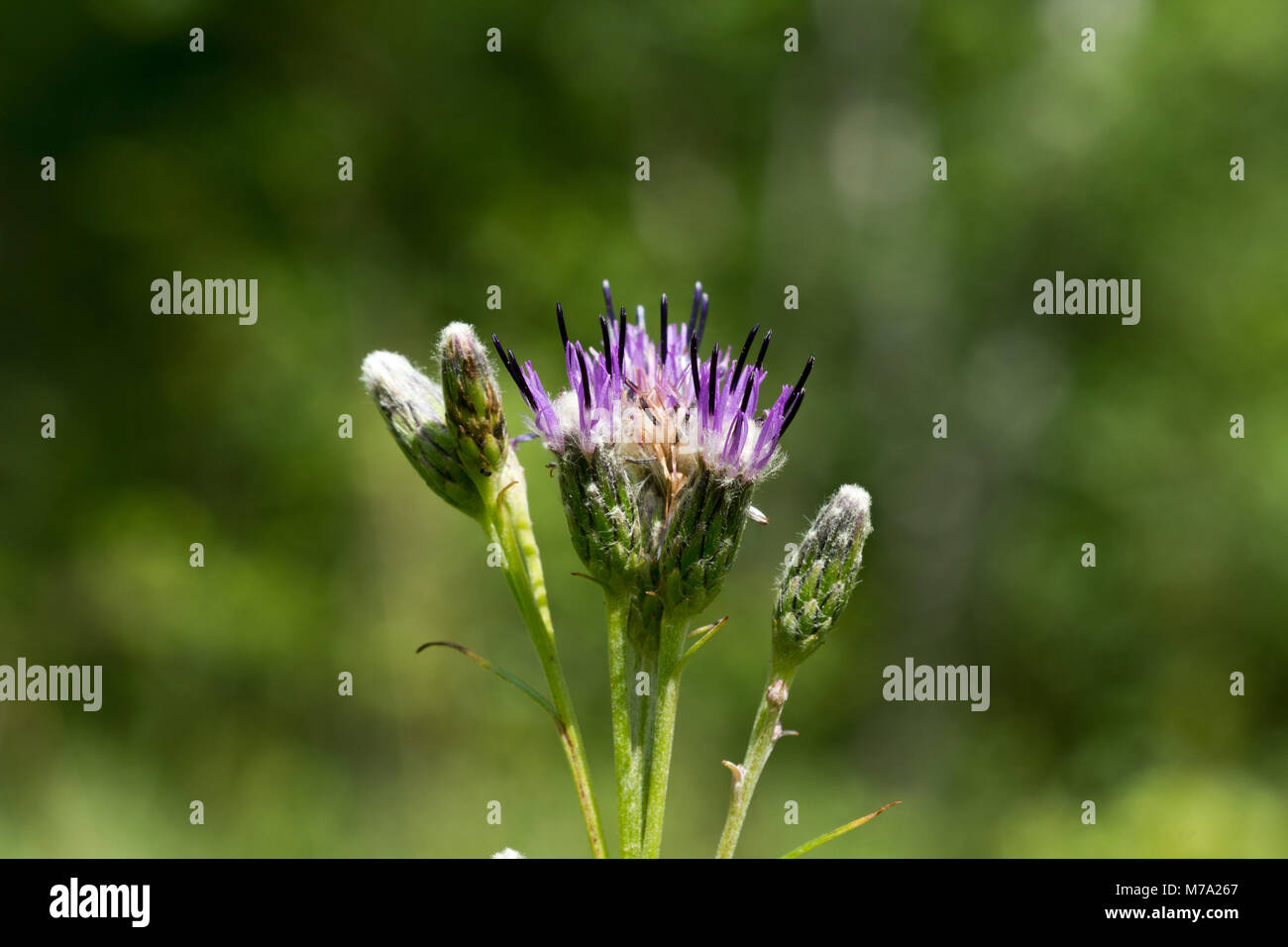 Inflorescence of Estonian sawwort (Saussurea alpina subsp. esthonica) Stock Photo