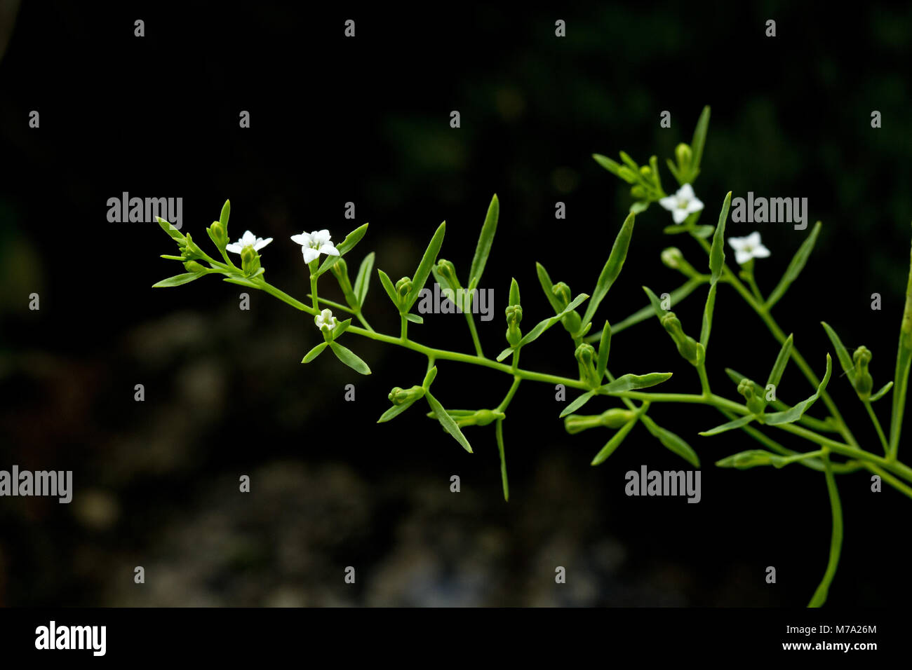 Inflorescence Of Alpine Bastard Toadflax Thesium Alpinum Stock Photo Alamy