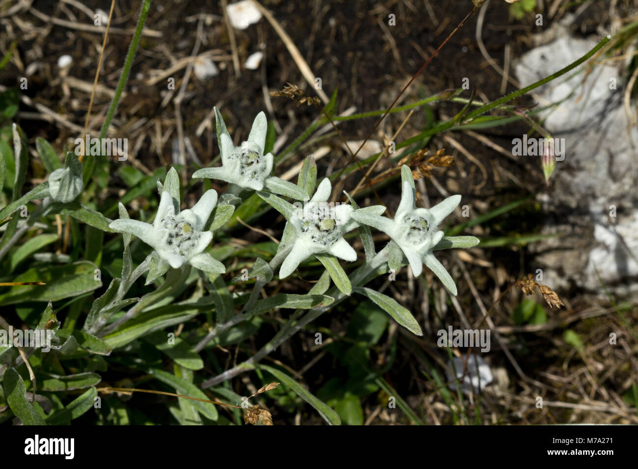 Flowering edelweiss (Leontopodium alpinum) in Bavarian Alps Stock Photo