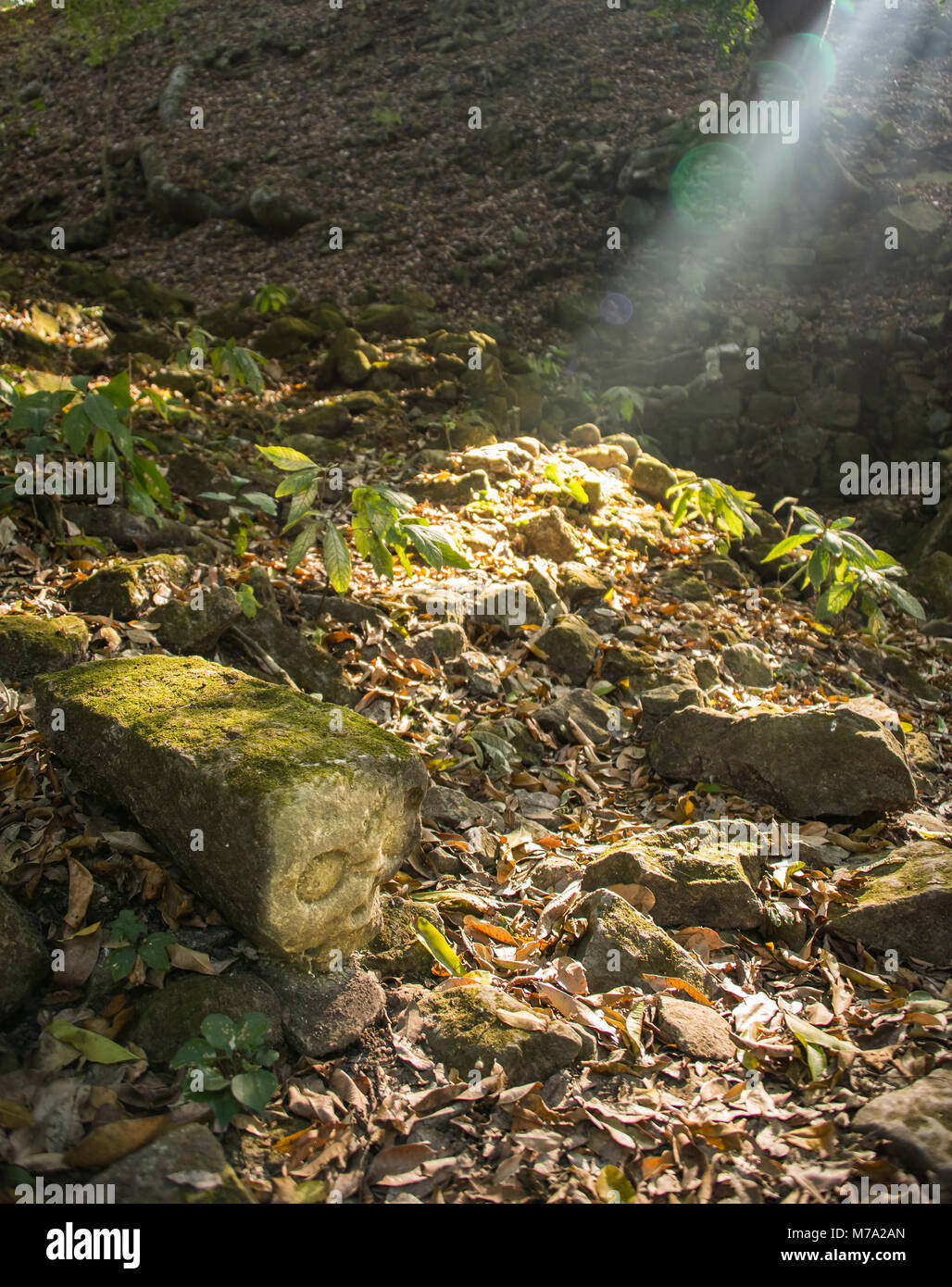 Ancient Mayan Rock Skull Carving Stock Photo