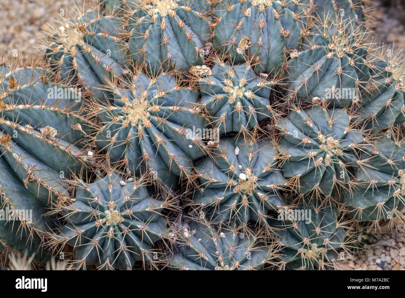 Cactus ferocactus glaucescens hi-res stock photography and images - Alamy