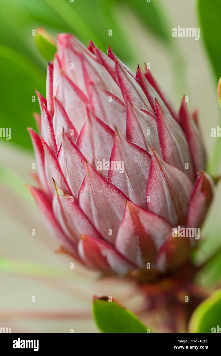 King protea, Kungsprotea (Protea cynaroides) Stock Photo