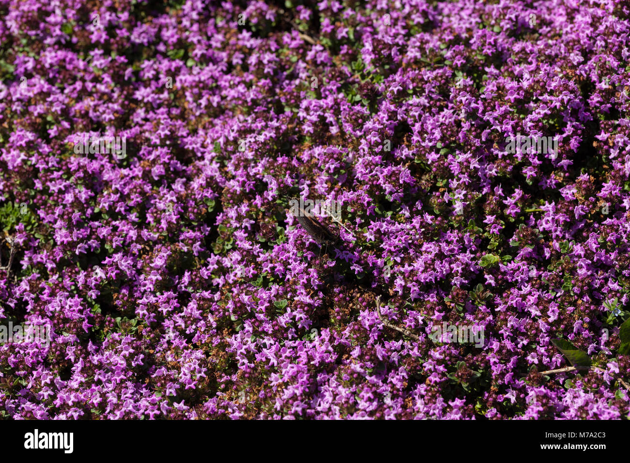 Creeping thyme hires stock photography and images Alamy