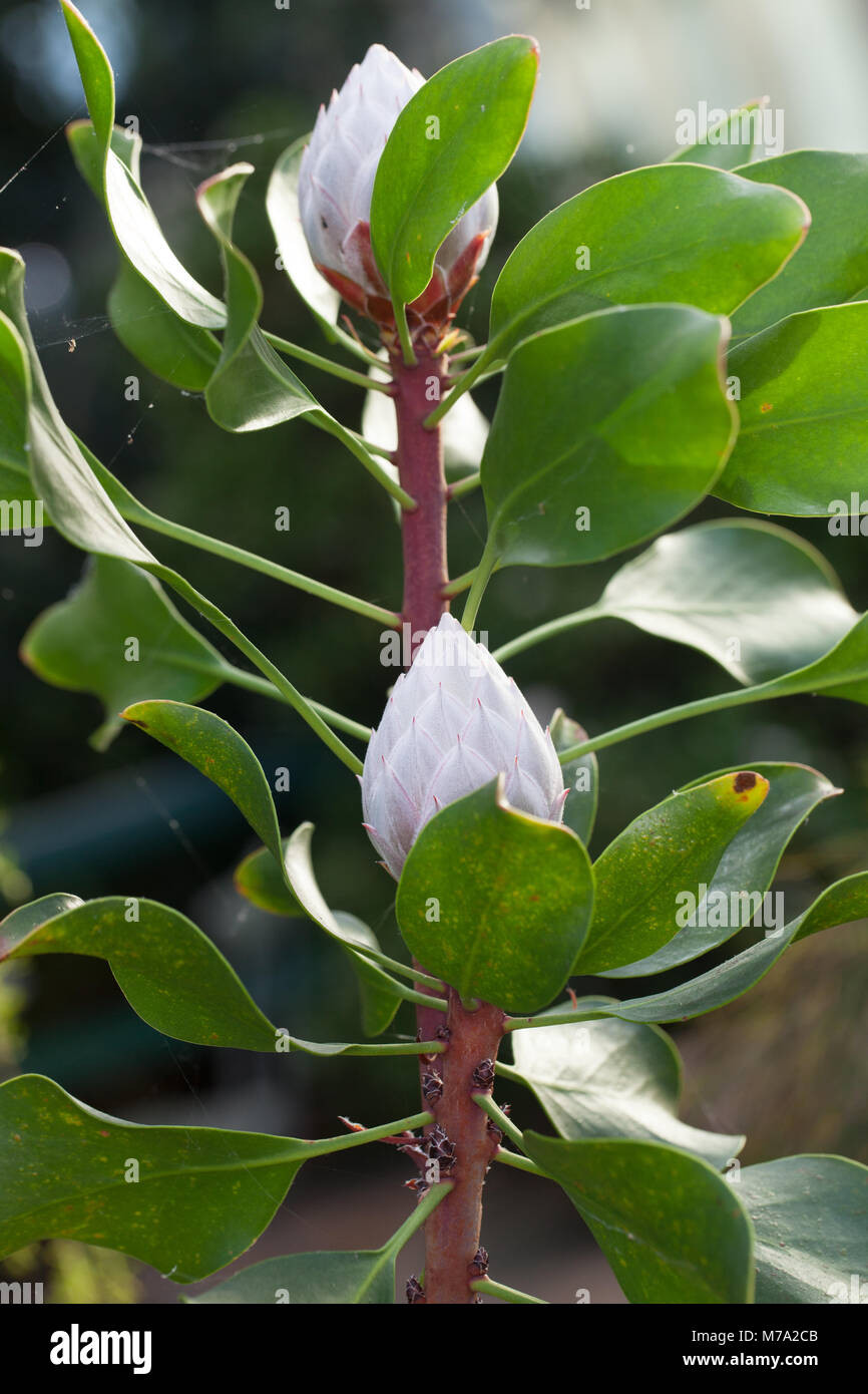 King protea, Kungsprotea (Protea cynaroides) Stock Photo