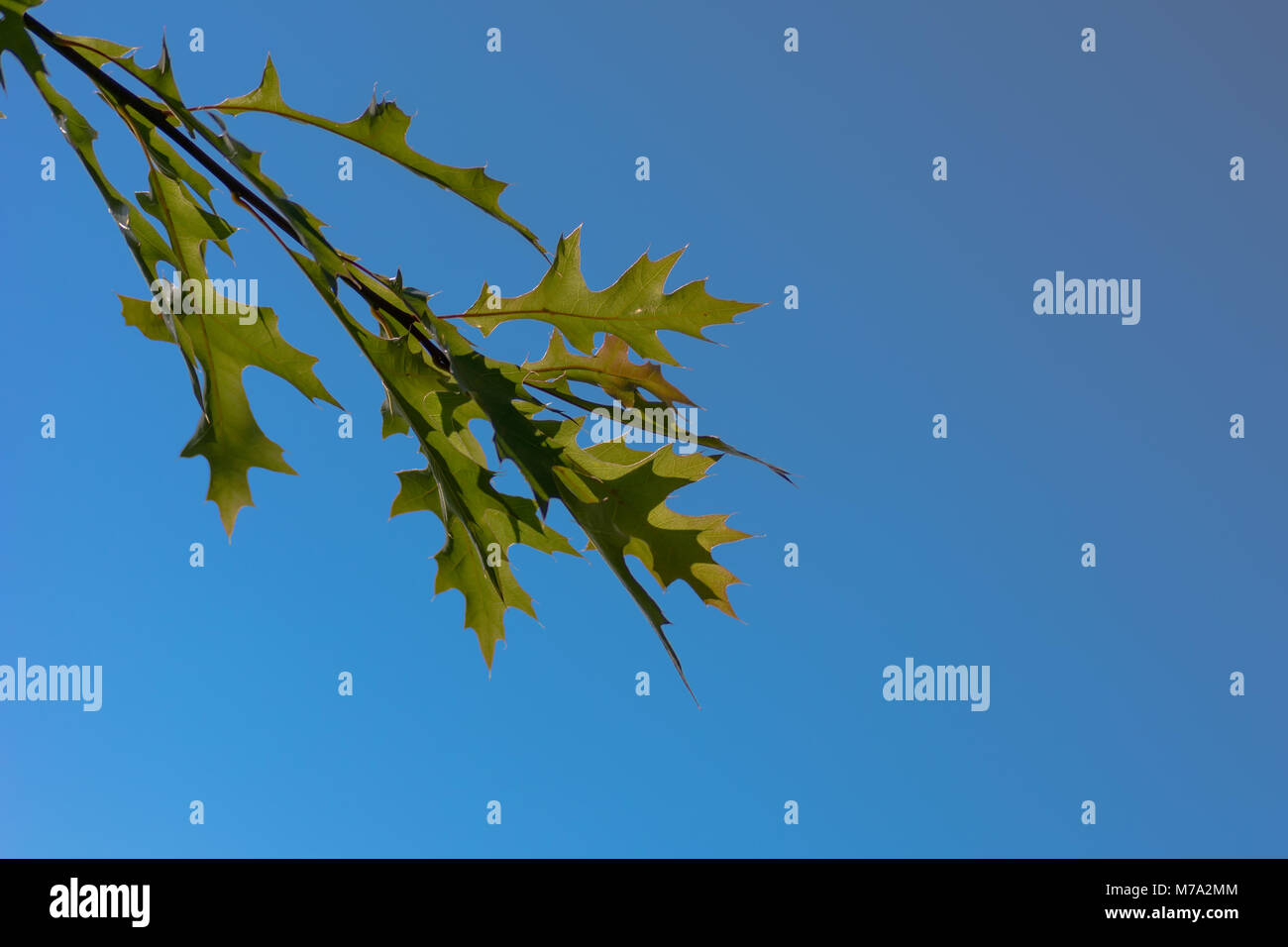 Oak leaves on a blue sky Stock Photo - Alamy