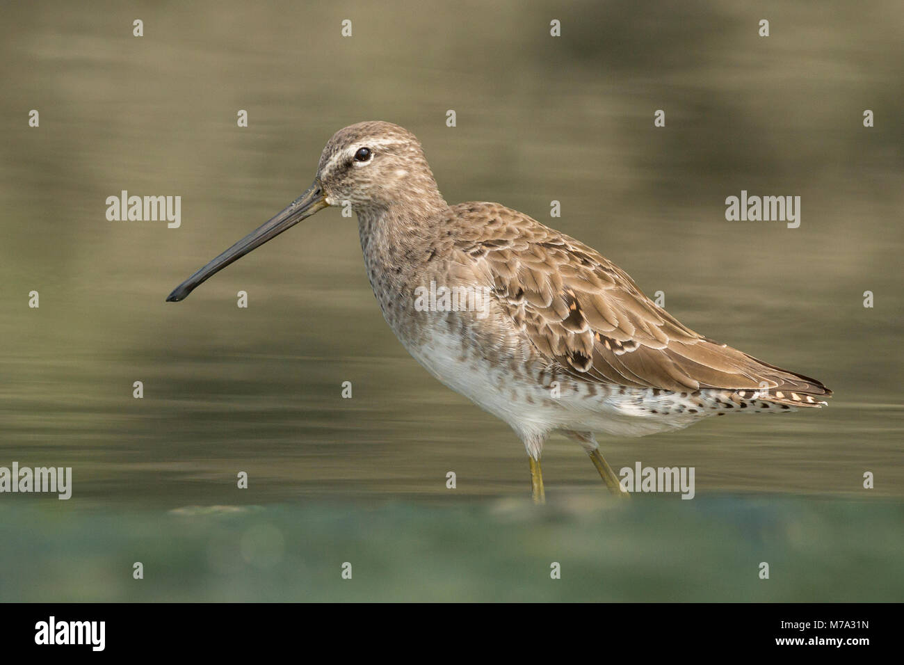 Long-billed dowitcher (Limnodromus scolopaceus) at Mumbai, Maharashtra, India Stock Photo