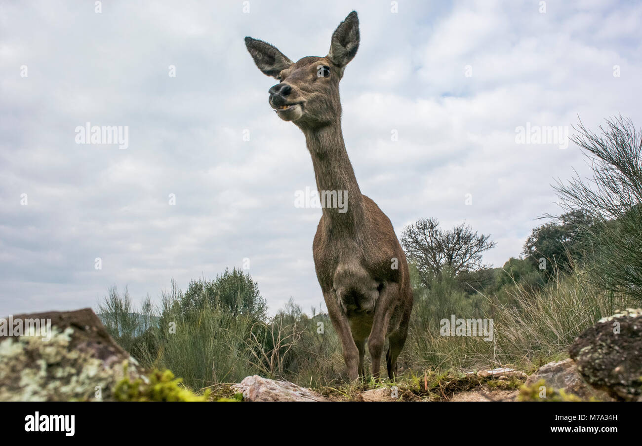 Female Deer (cervus elaphus), wide angle, portrait, against the sky Stock Photo