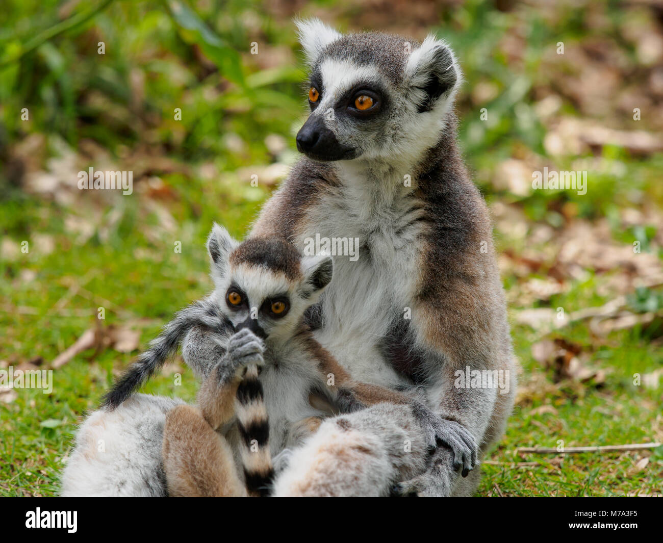 Lemur catta with offspring Stock Photo