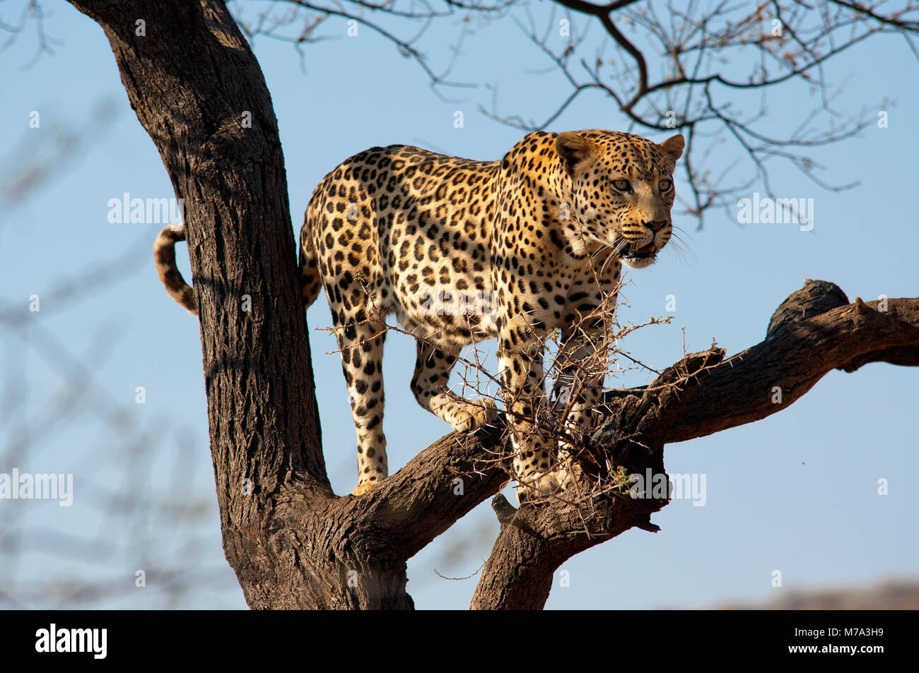 Leopard climbing a tree at Dustenbrook Farm, Namibia Stock Photo
