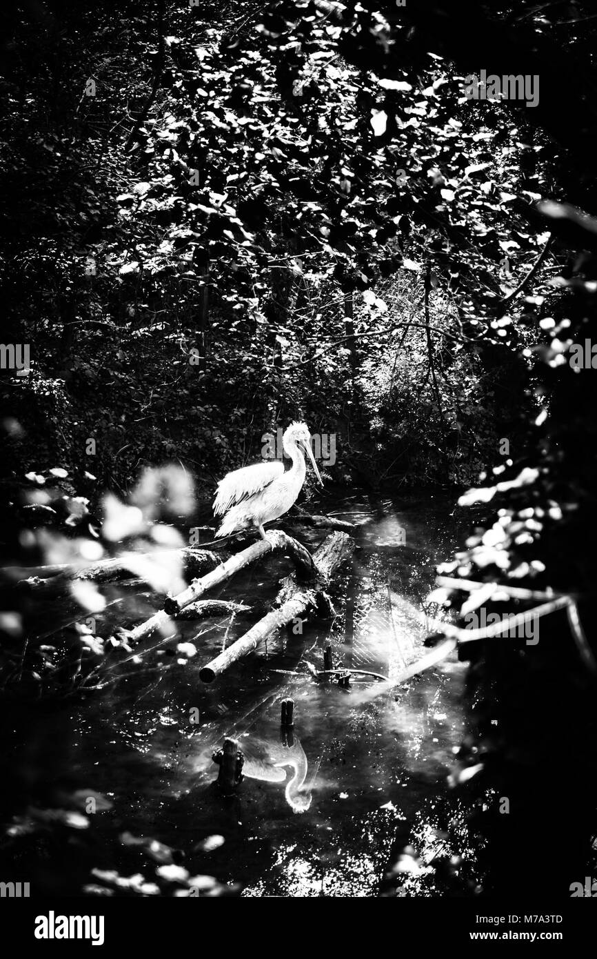 White Heron in a stream in the middle of the forest. Stock Photo