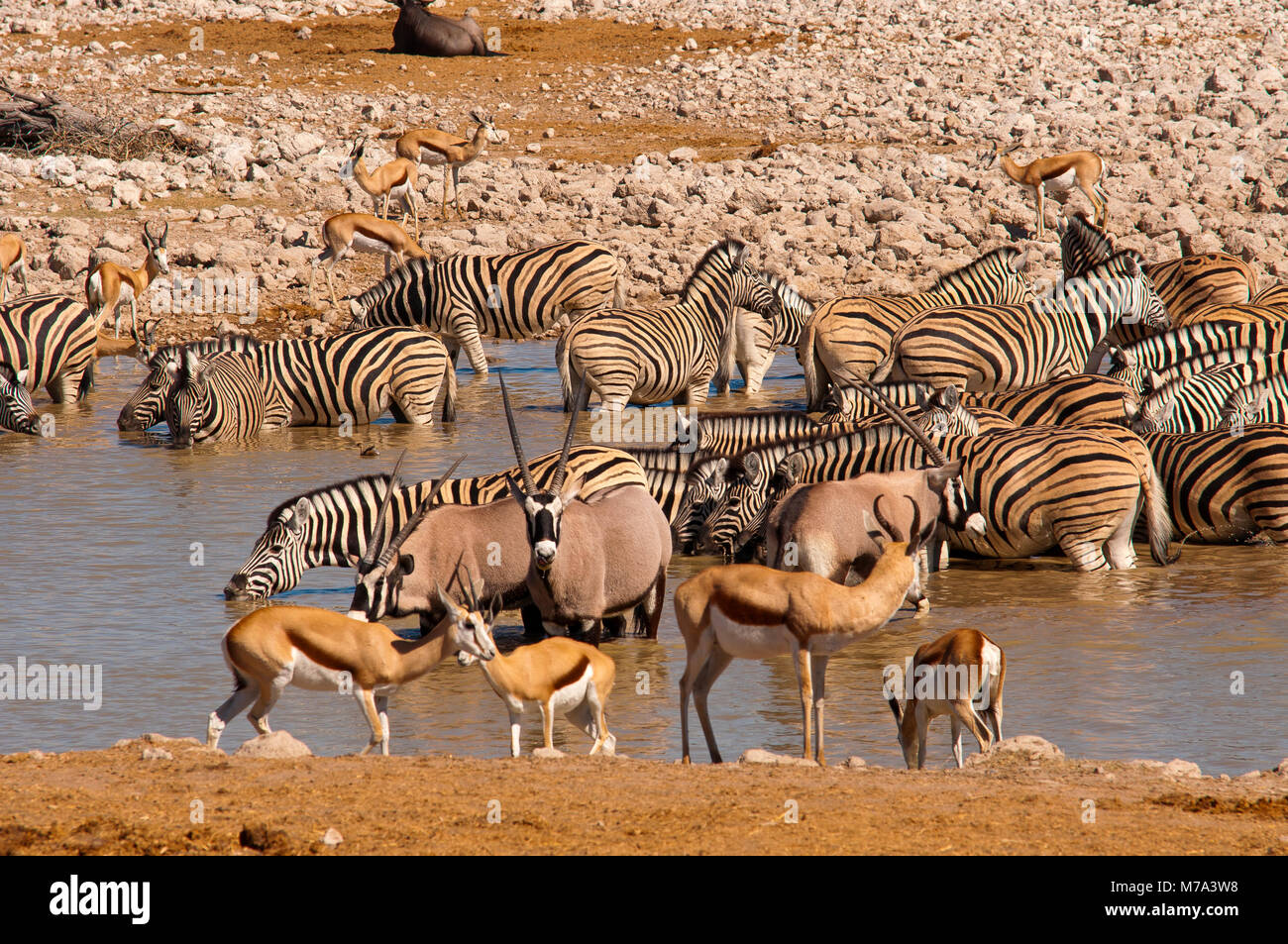 Mix of wild animals at Okaukuejo waterhole, Etosha National Park, Namibia  Stock Photo - Alamy