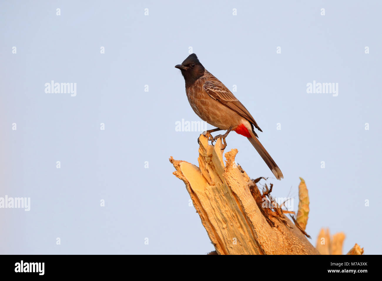 An adult Red-vented Bulbul (Pycnonotus cafer) in a tree in a garden in Nawalgarh, Rajasthan, India Stock Photo
