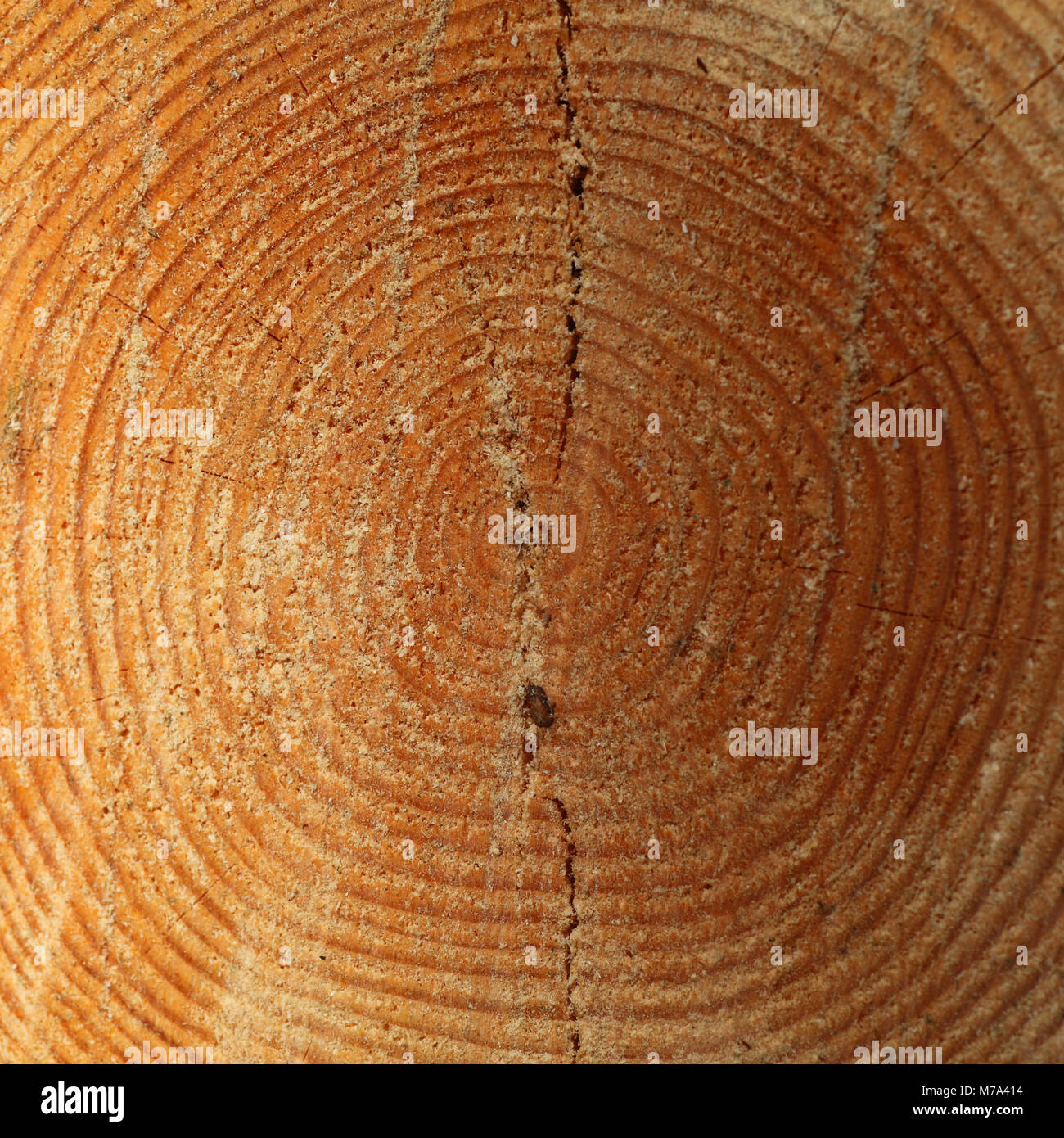 Tree growth rings on a sawn tree trunk. Stock Photo