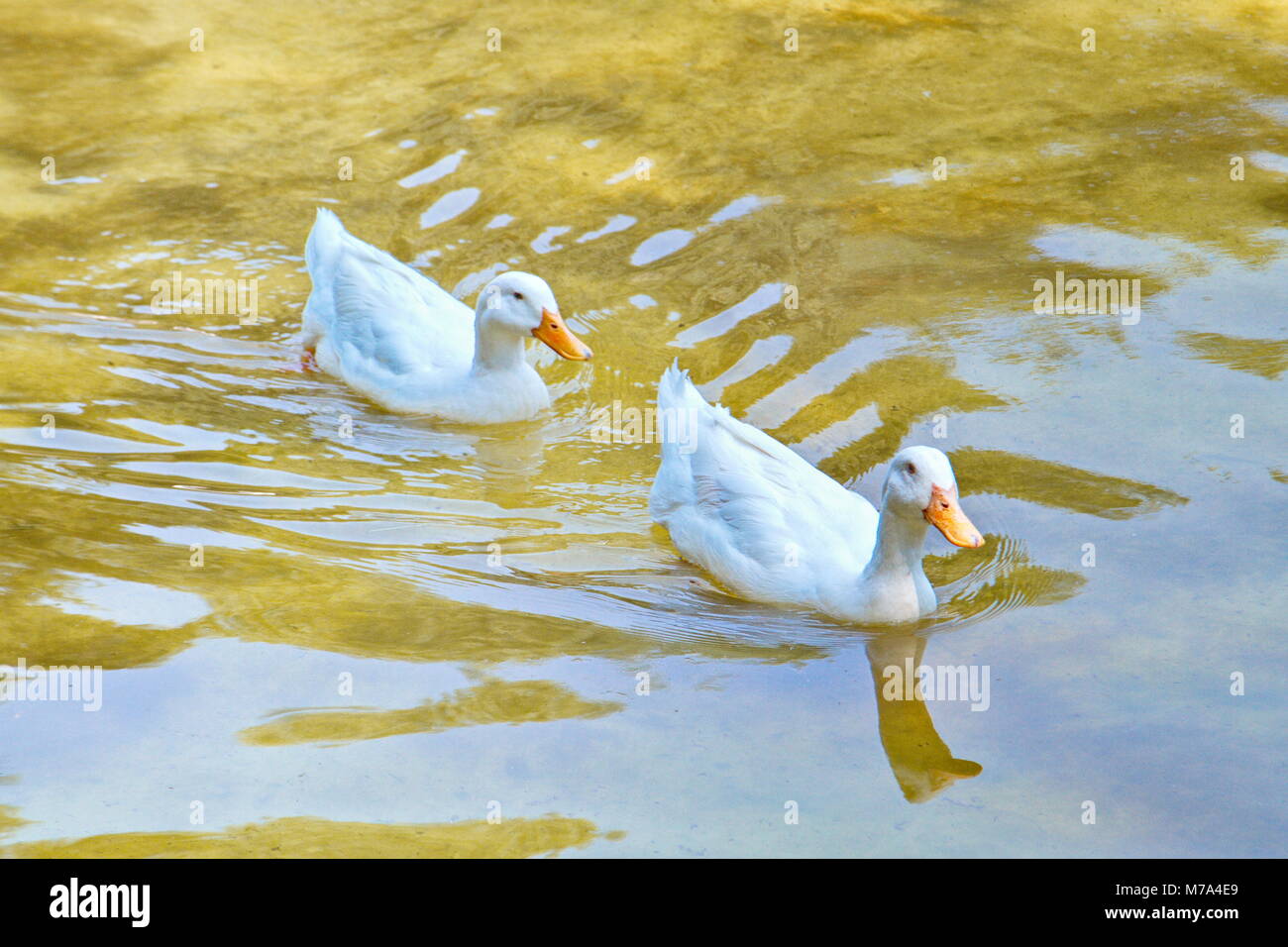 Birds in the wildlife, pair of ducks float in line, lake Stock Photo