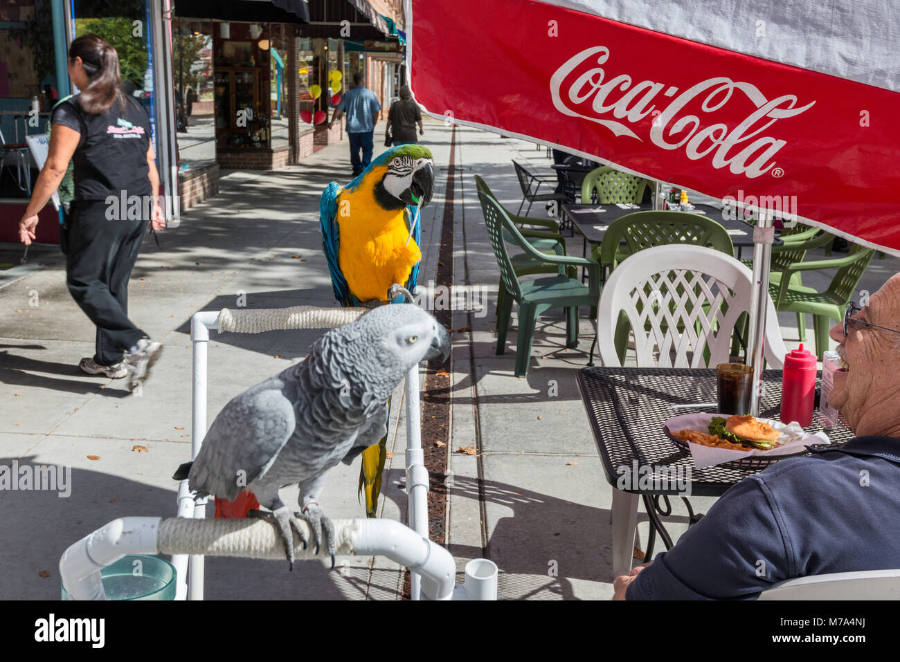 Elderly customer with two parrots in sidewalk cafe at Main Street Mall in Grand Junction, Colorado, USA Stock Photo