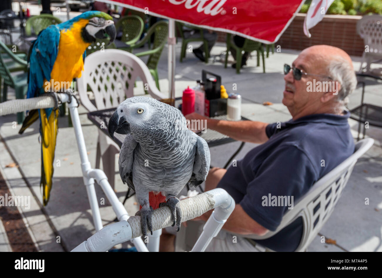 Elderly customer with two parrots in sidewalk cafe at Main Street Mall in Grand Junction, Colorado, USA Stock Photo