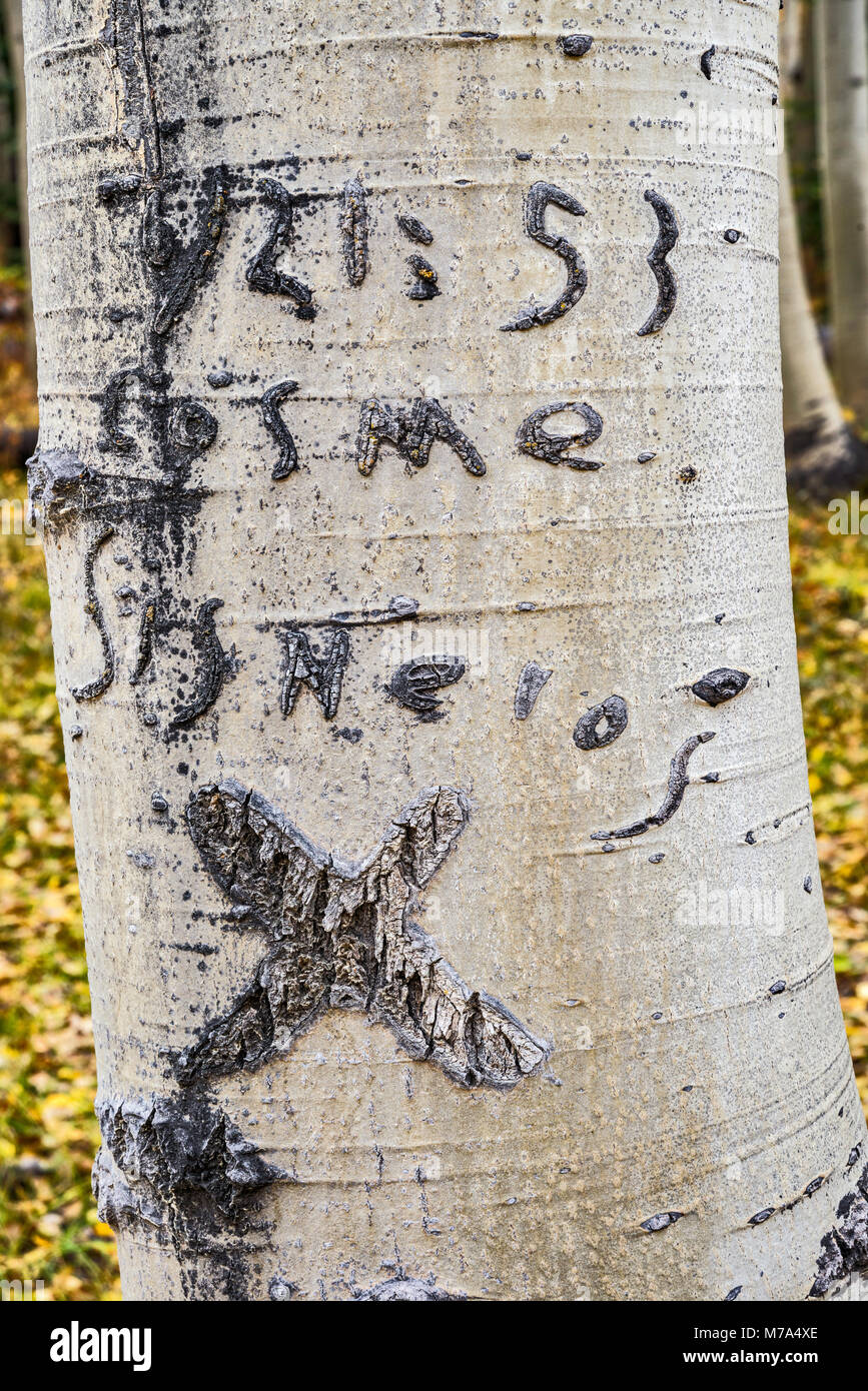 Old inscriptions carved on aspen trunks, Kebler Pass Road aka West Elk Loop Scenic Byway, Gunnison National Forest, West Elk Mountains, Rocky Mountain Stock Photo