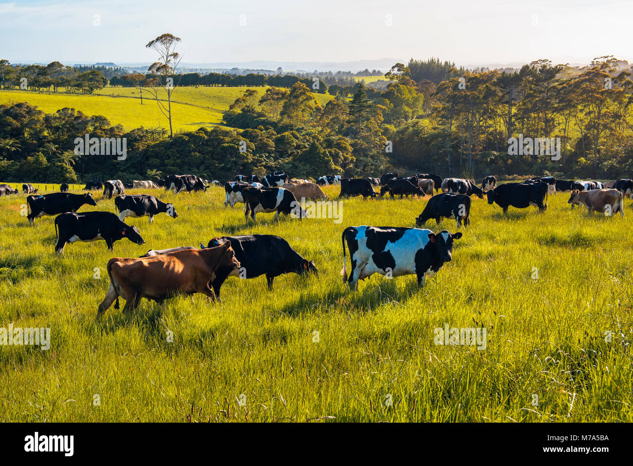 Grazing cattle on a dairy farm inland from Kerikeri, North Island, New