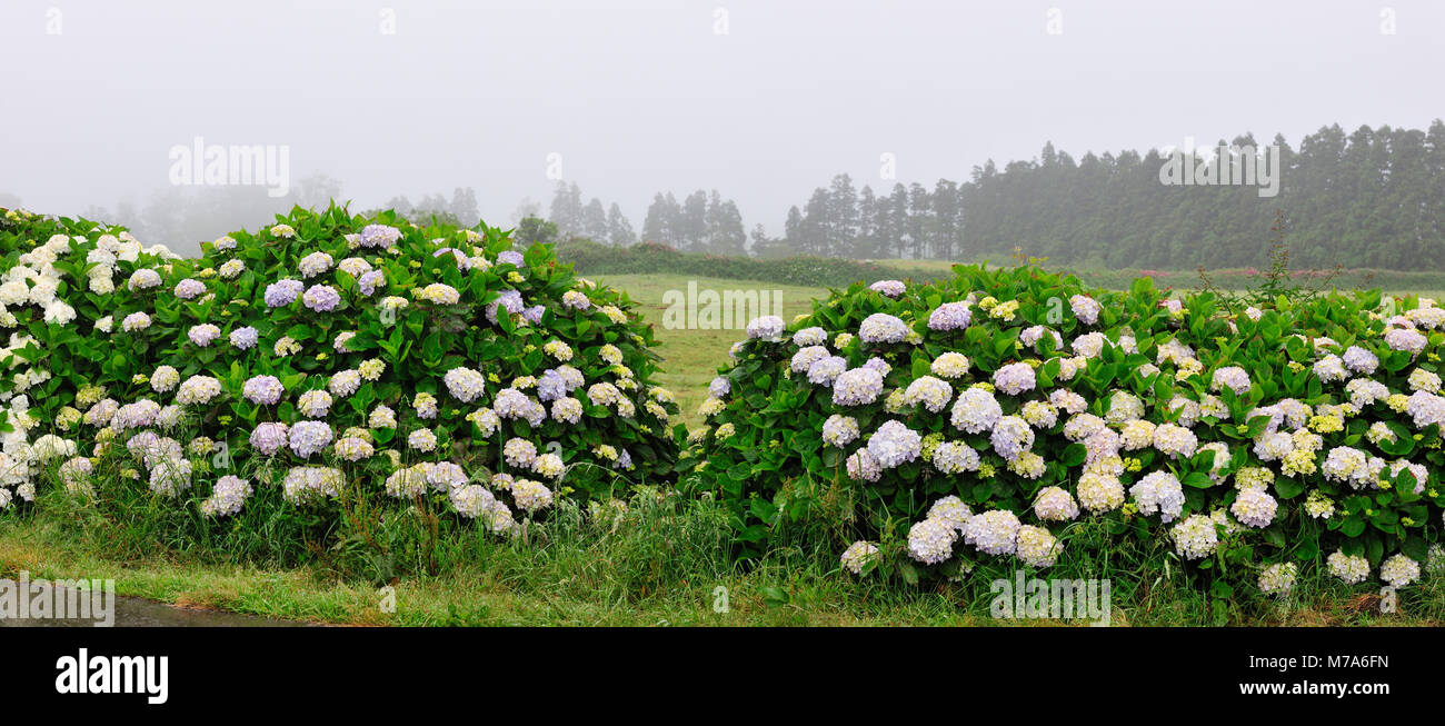Hydrangeas. Terceira island, Azores. Portugal Stock Photo