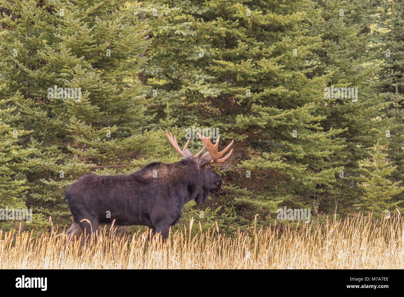 Shiras Bull Moose During the Fall Rut in Wyoming Stock Photo - Alamy