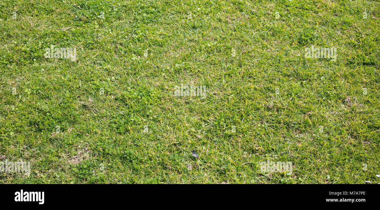 Green grass texture, background, closeup view with details, top view Stock Photo