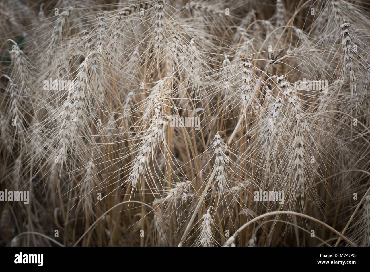 Growing bread wheat ears hi-res stock photography and images - Alamy
