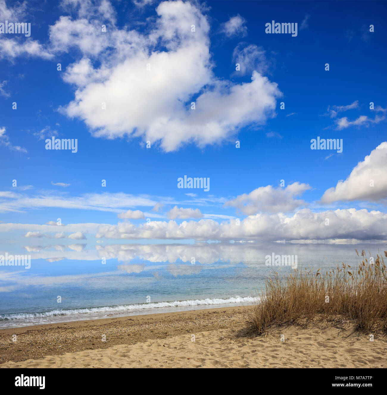 Sandy empty beach with reeds. Blue sky and sea background Stock Photo ...