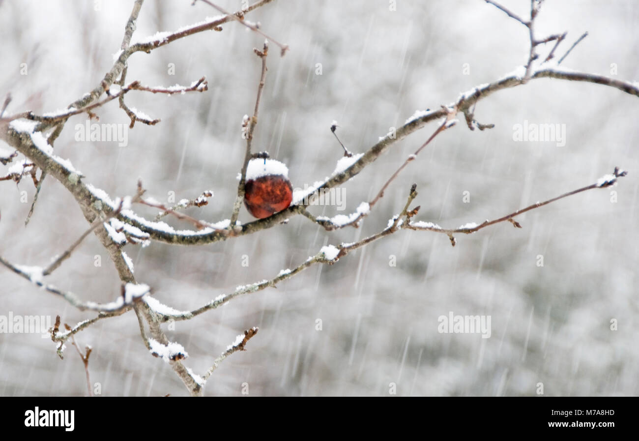Lone crab apple in late winter driving snow Stock Photo Alamy