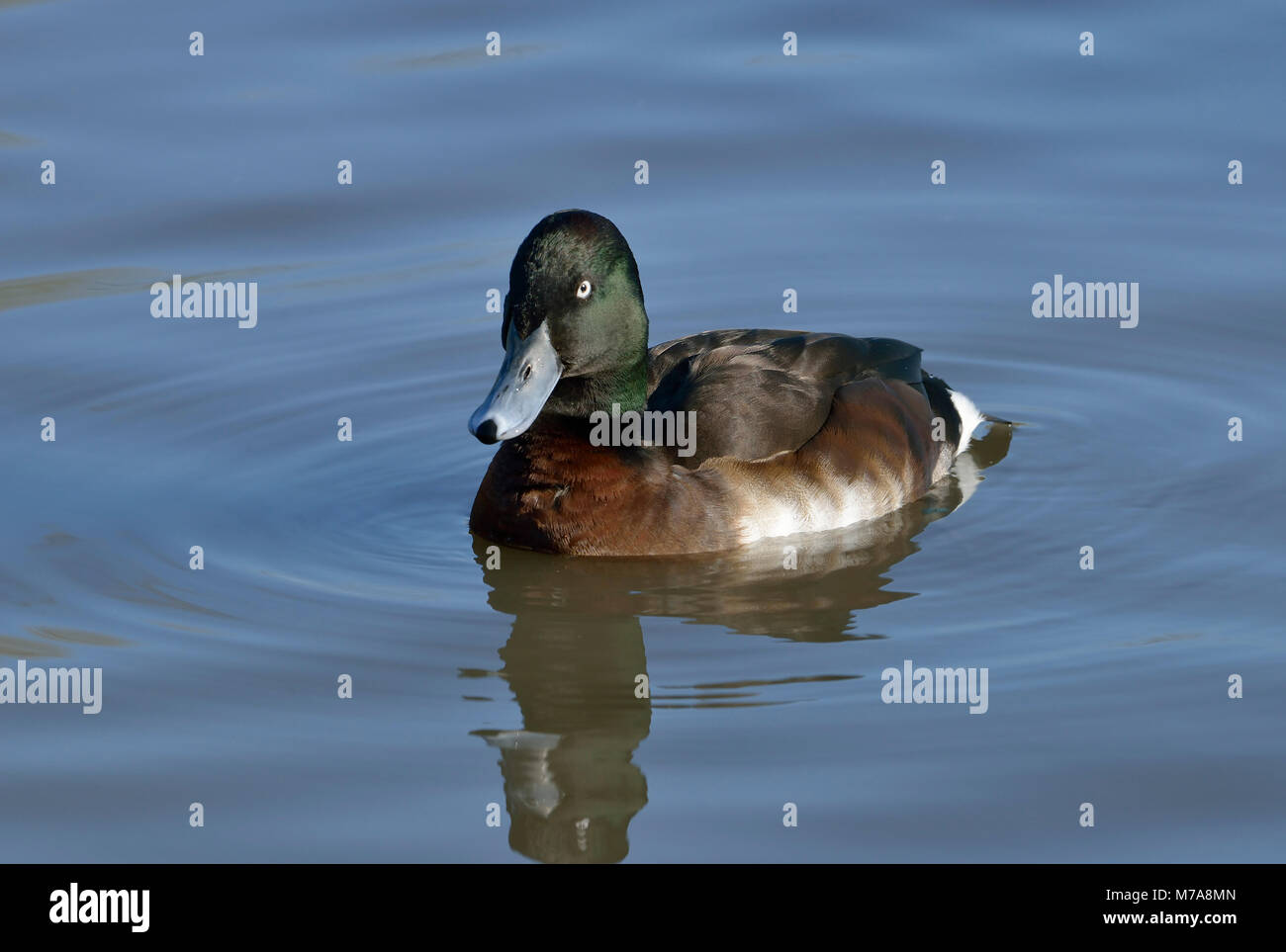 Baer's Pochard - Aythya baeri  Male diving duck from Eastern Russia Stock Photo